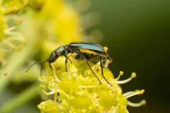 Yellow-fronted Soft-winged Flower Beetle