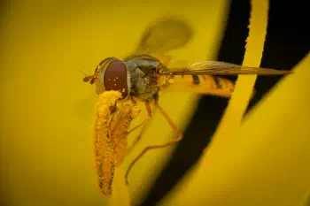 Marmalade Hover Fly