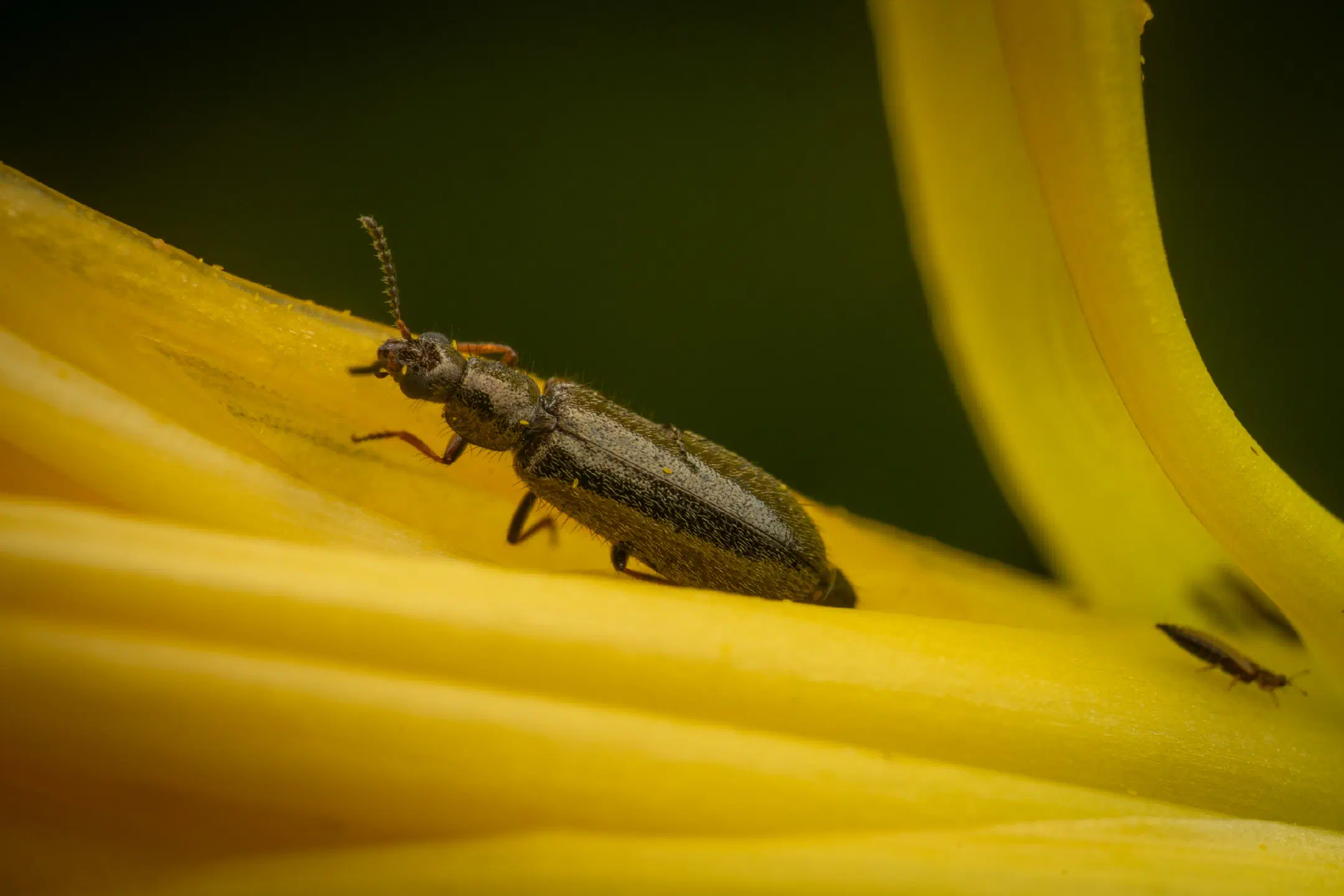 Dasytes plumbeus | Dasytes plumbeus