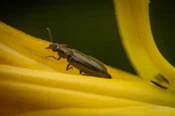 Dasytes plumbeus