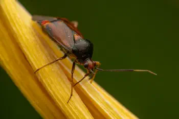 Three Spotted Nettle Bug