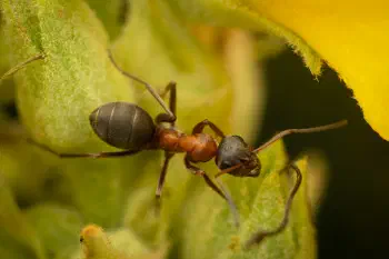 Red-barbed Ant