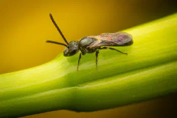 Furrow Bees