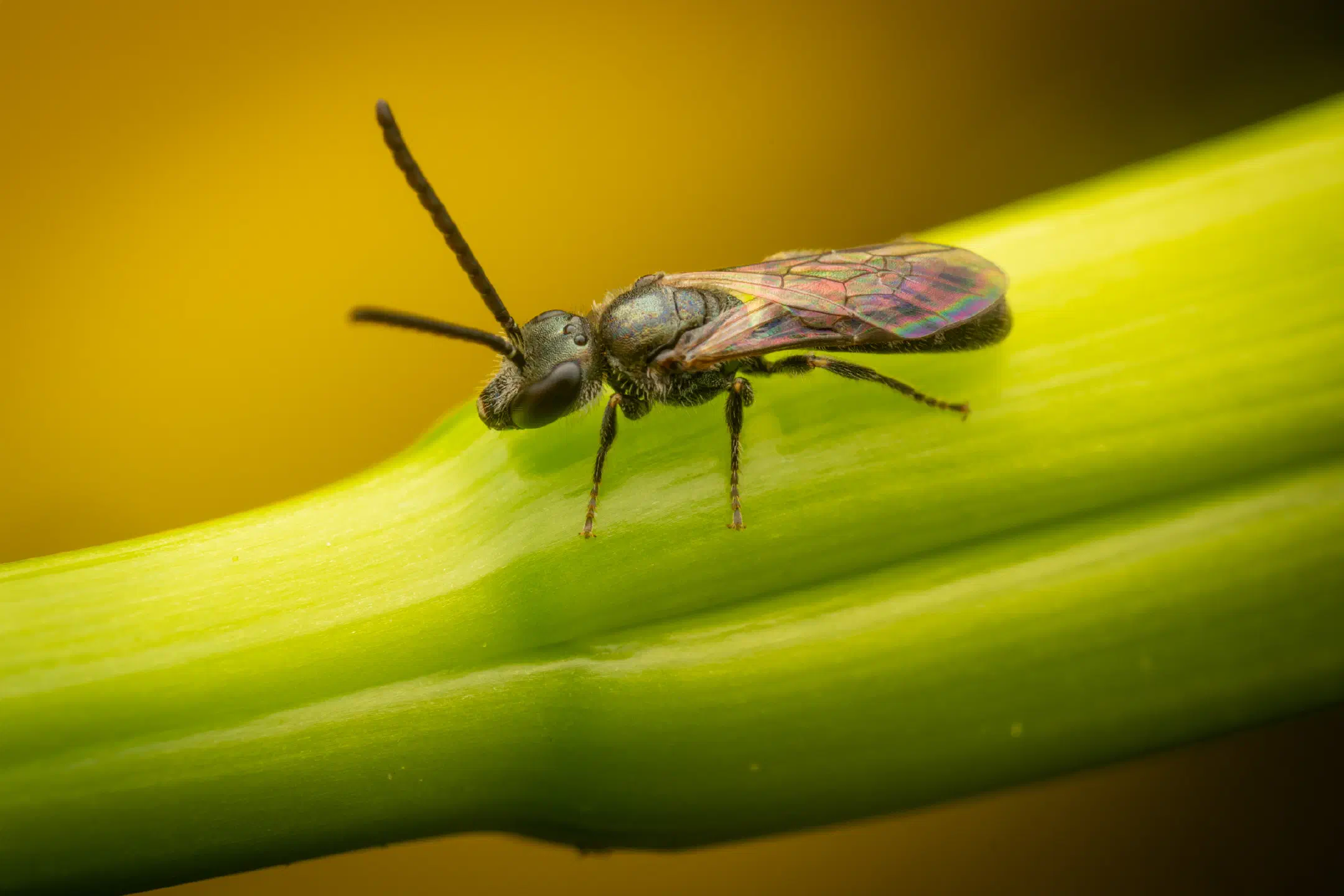 Furrow Bees | Furrow Bees