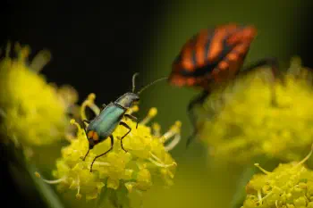 European Striped Shield Bug