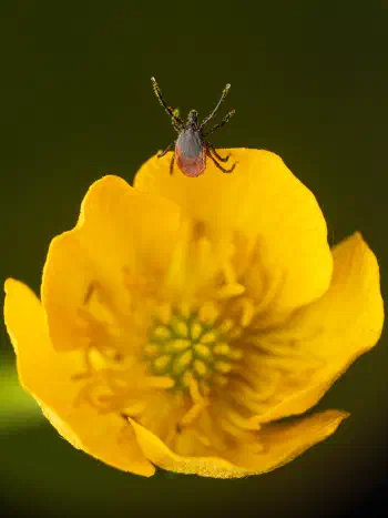 Castor Bean Tick