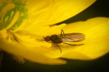 Dance Flies