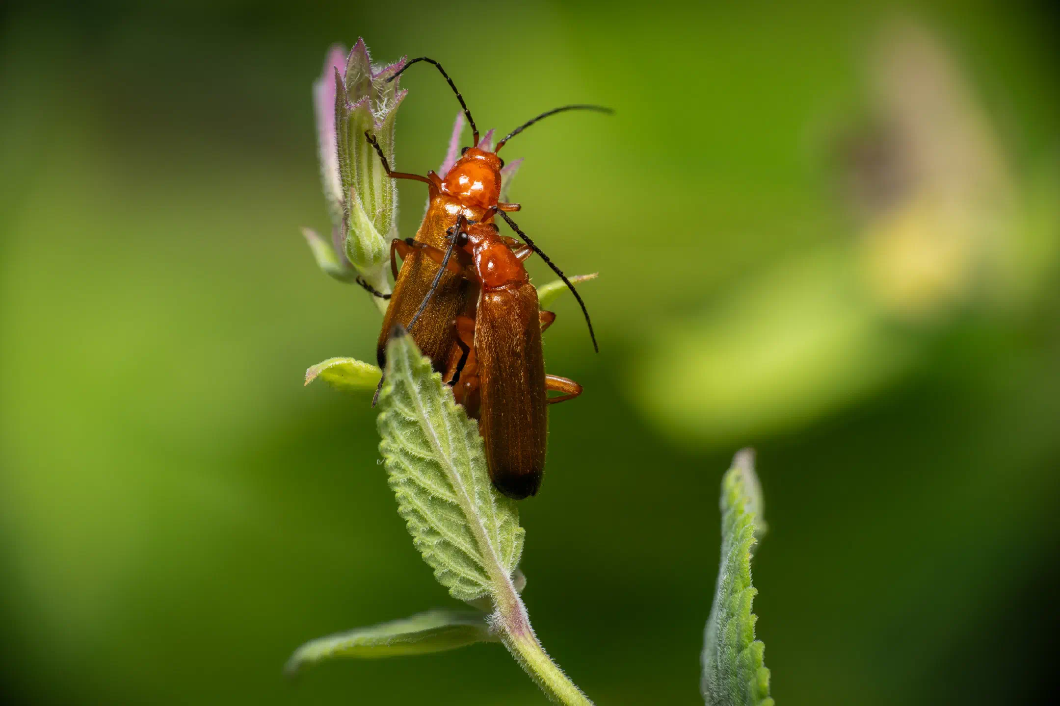 Common Red Soldier Beetle | Common Red Soldier Beetle