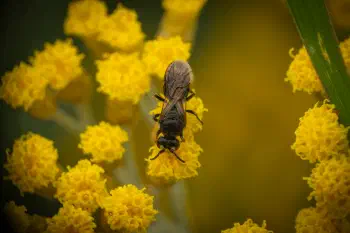 Masked Bees