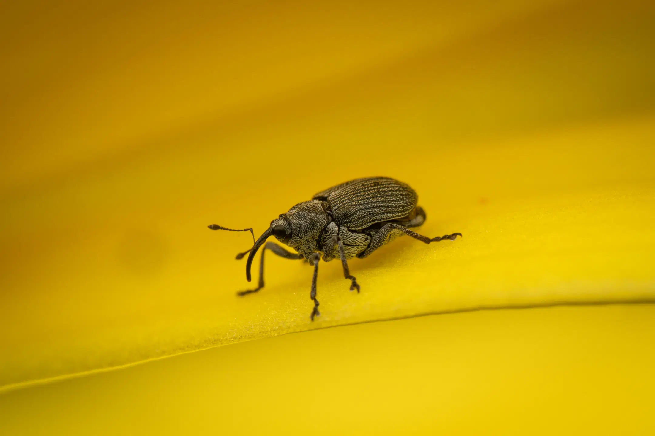 Ceutorhynchus typhae | Ceutorhynchus typhae