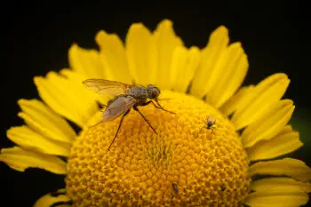 Dinera grisescens