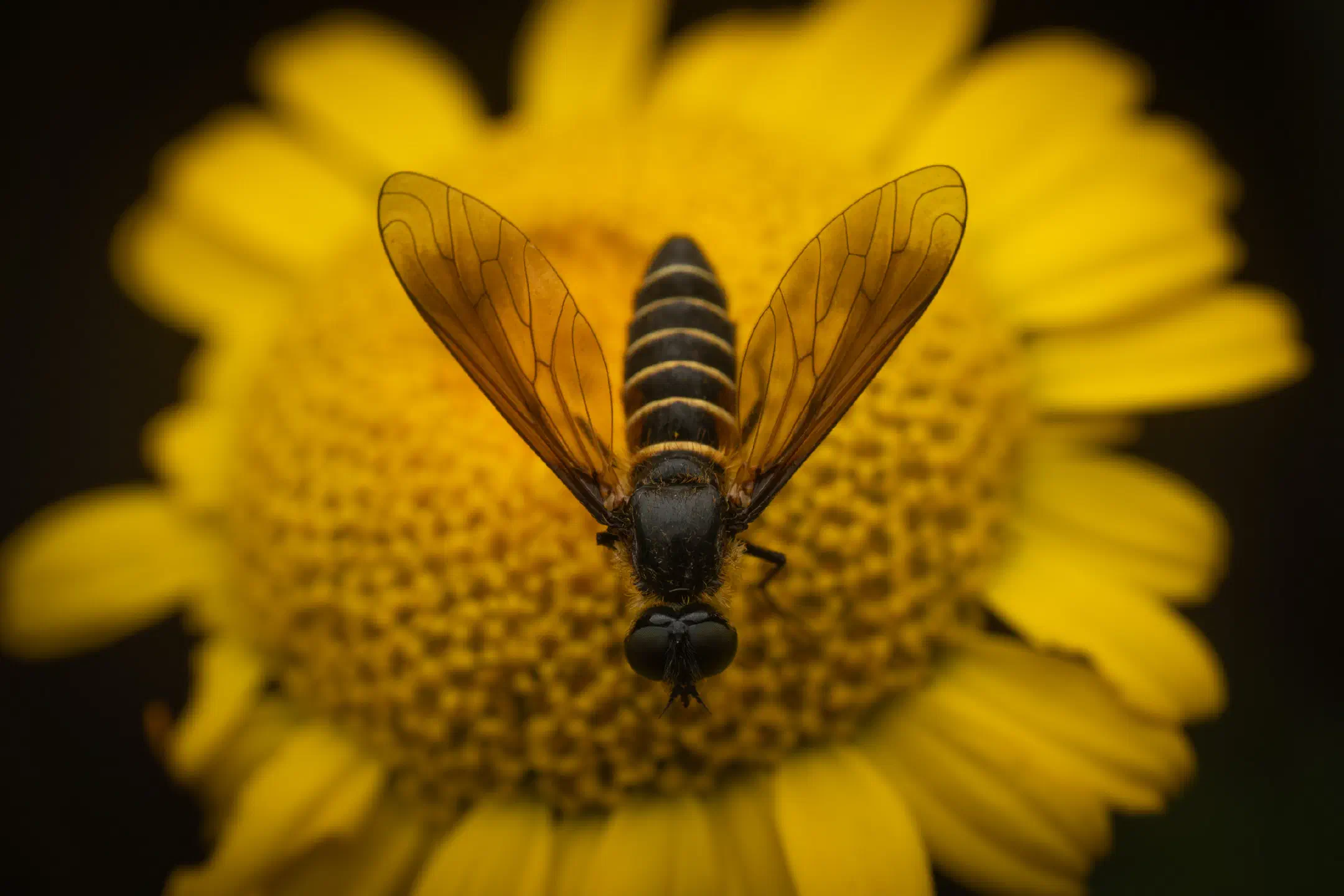 Lomatia lateralis | Lomatia lateralis