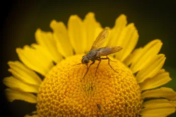 Dinera grisescens