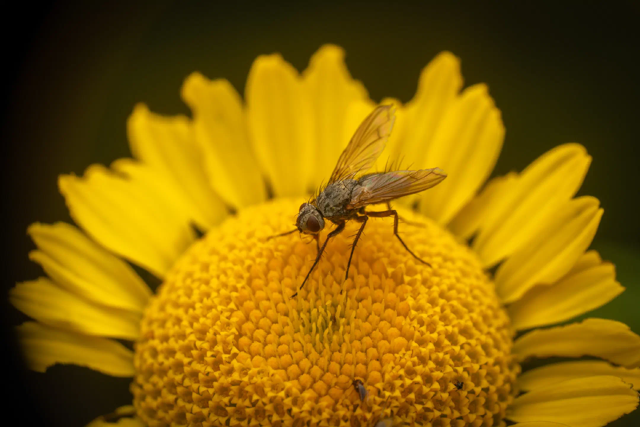 Dinera grisescens | Dinera grisescens