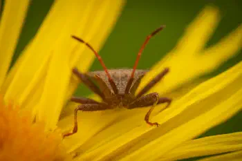 Dock Bug