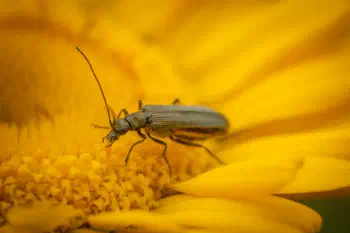 Oedemera virescens