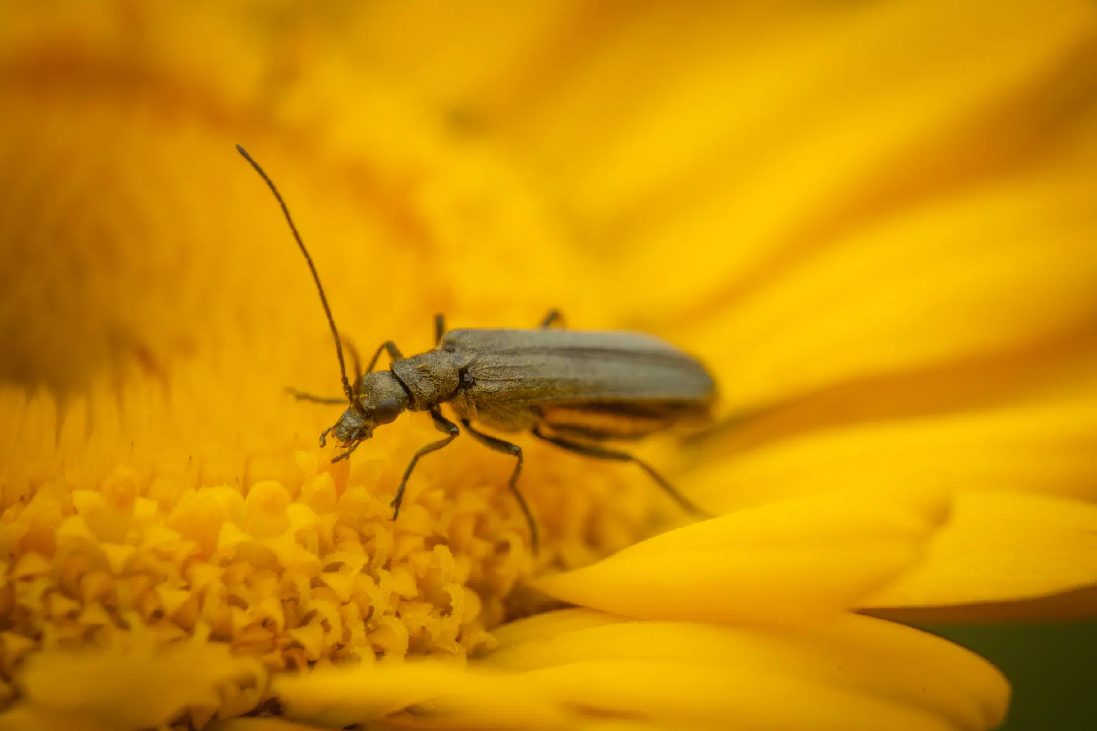 Oedemera virescens | Oedemera virescens