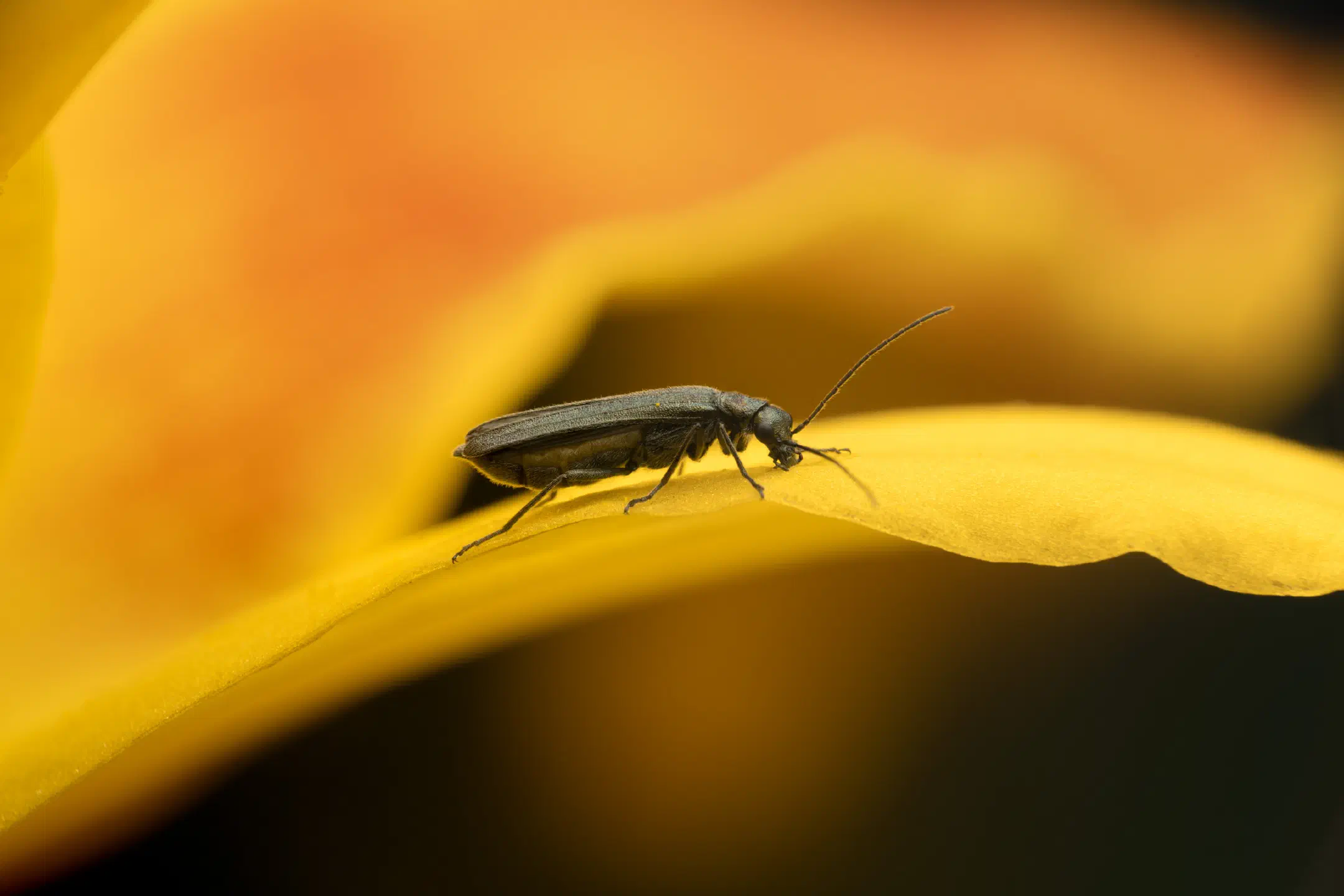 Greenish Oedemera | Greenish Oedemera