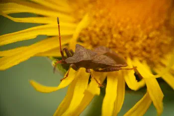 Dock Bug