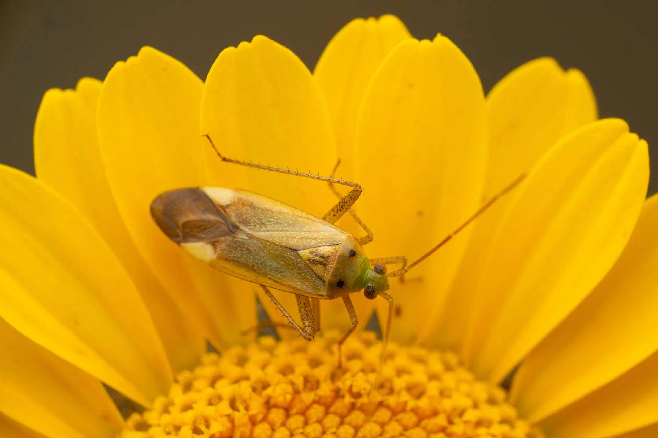 Potato Mirid | Potato Mirid