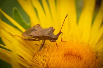 Dock Bug
