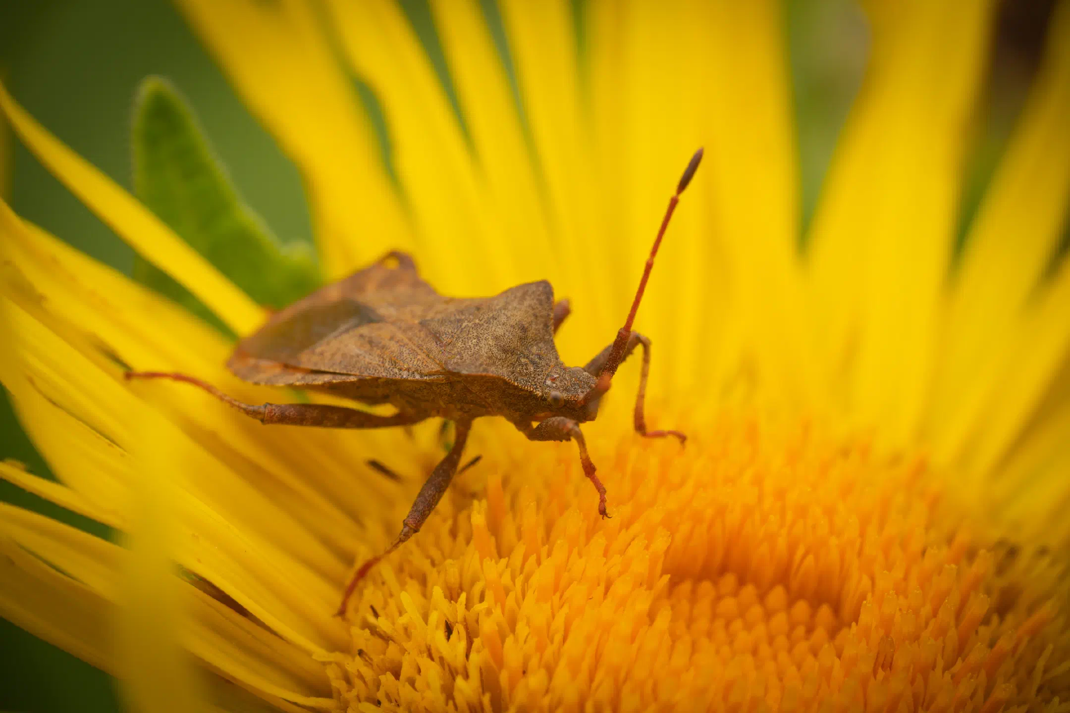 Dock Bug | Dock Bug
