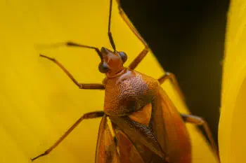 Red-spotted Plant Bug