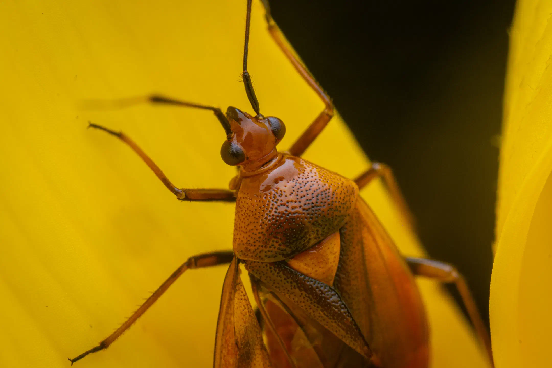 Red-spotted Plant Bug | Red-spotted Plant Bug