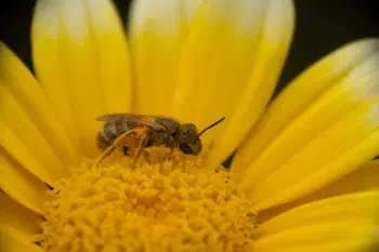 Golden Furrow Bee