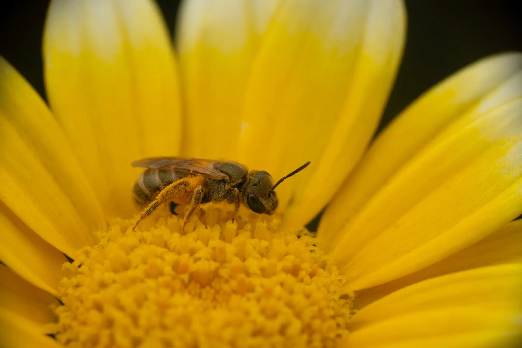 Golden Furrow Bee | Golden Furrow Bee