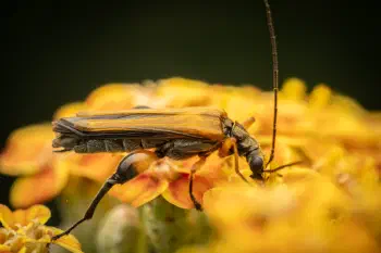 Oedemera femorata