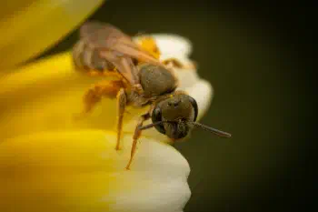 Furrow Bees