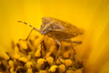 Sloe Bug