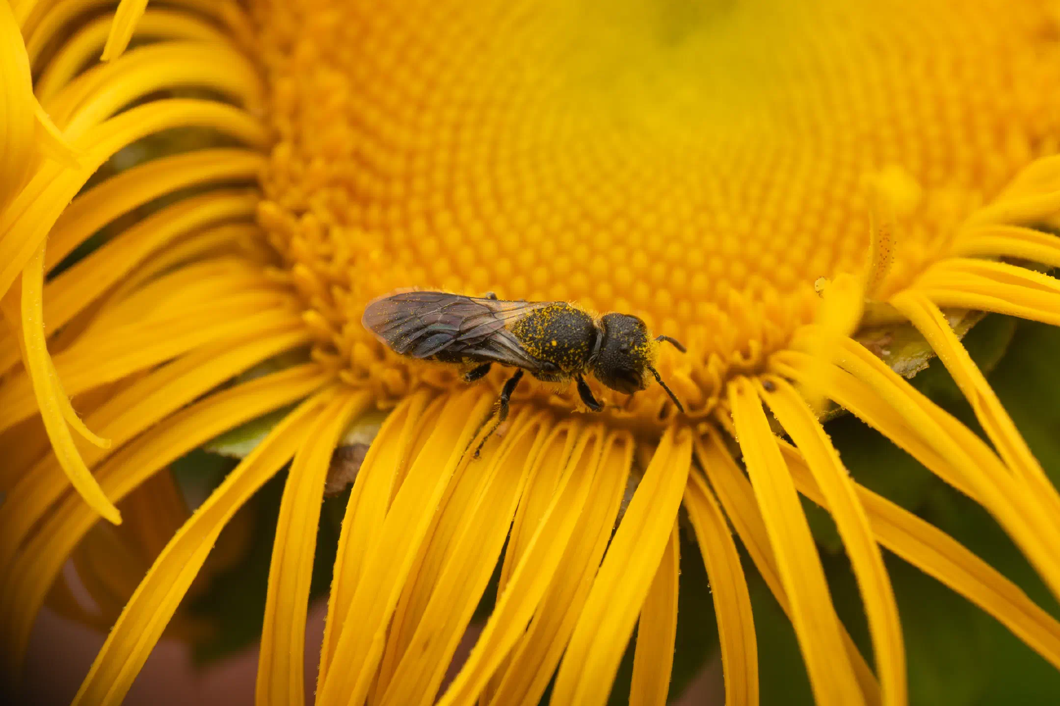 Mason, Leafcutter, Carder, and Resin Bees | Mason, Leafcutter, Carder, and Resin Bees