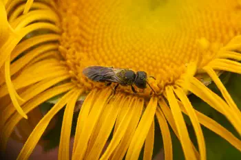 Mason, Leafcutter, Carder, and Resin Bees