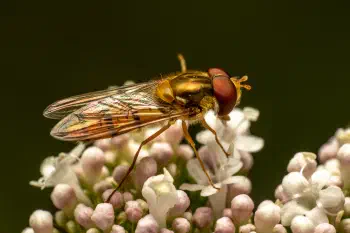 Marmalade Hover Fly