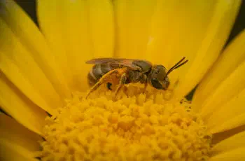 Furrow Bees
