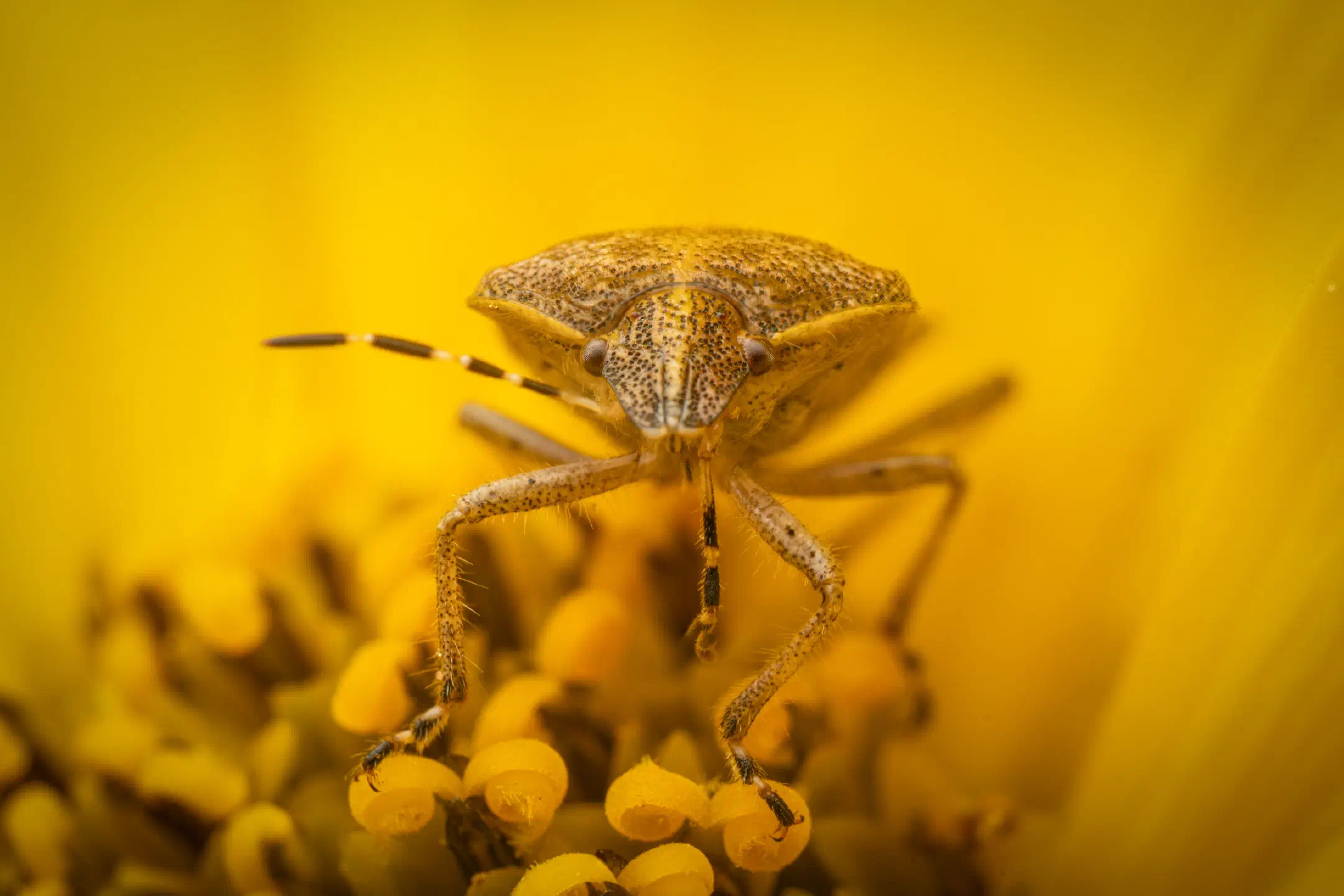 Sloe Bug | Sloe Bug