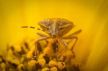 Sloe Bug