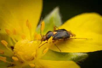 Three Spotted Nettle Bug