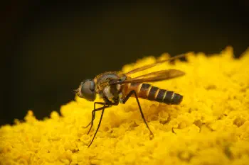 Lomatia lateralis