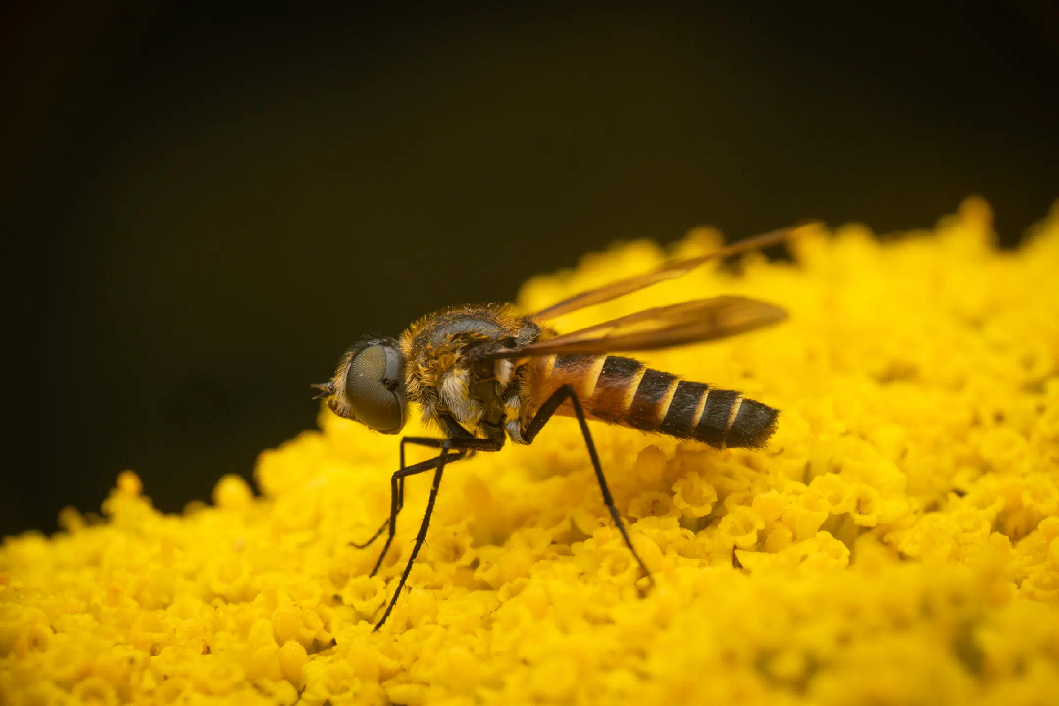 Lomatia lateralis | Lomatia lateralis