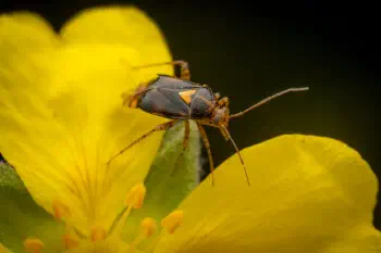 Three Spotted Nettle Bug