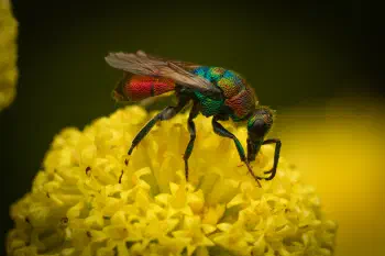 Hedychrum rutilans