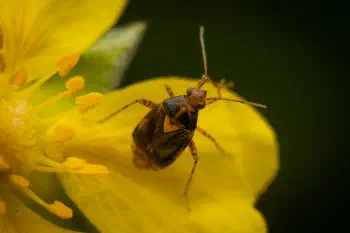 Three Spotted Nettle Bug