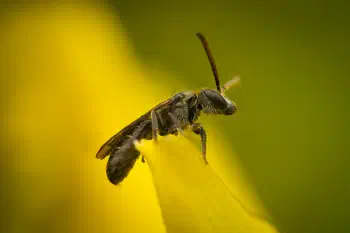 Furrow Bees