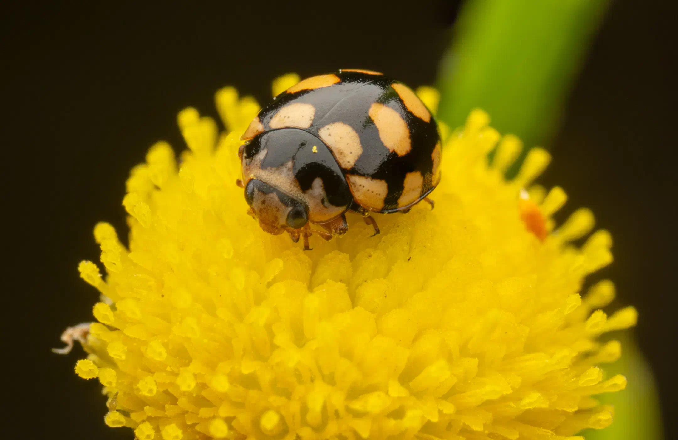 Coccinula quatuordecimpustulata | Coccinula quatuordecimpustulata