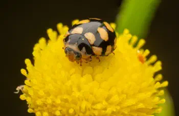 Coccinula quatuordecimpustulata