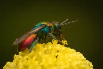 Hedychrum rutilans