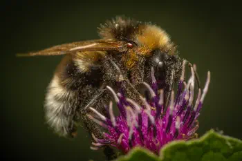Garden Bumble Bee